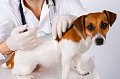 Očkování psů ve Veleni